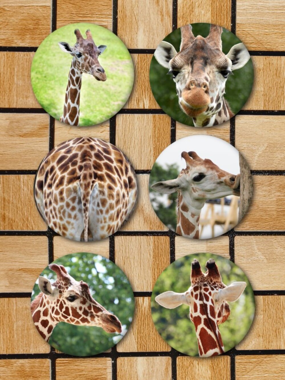 Giraffe Fridge Magnets Set Of 6 Metal Magnets For Home Office Kitchen School